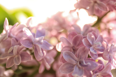 Closeup view of beautiful blooming lilac shrub outdoors on sunny day