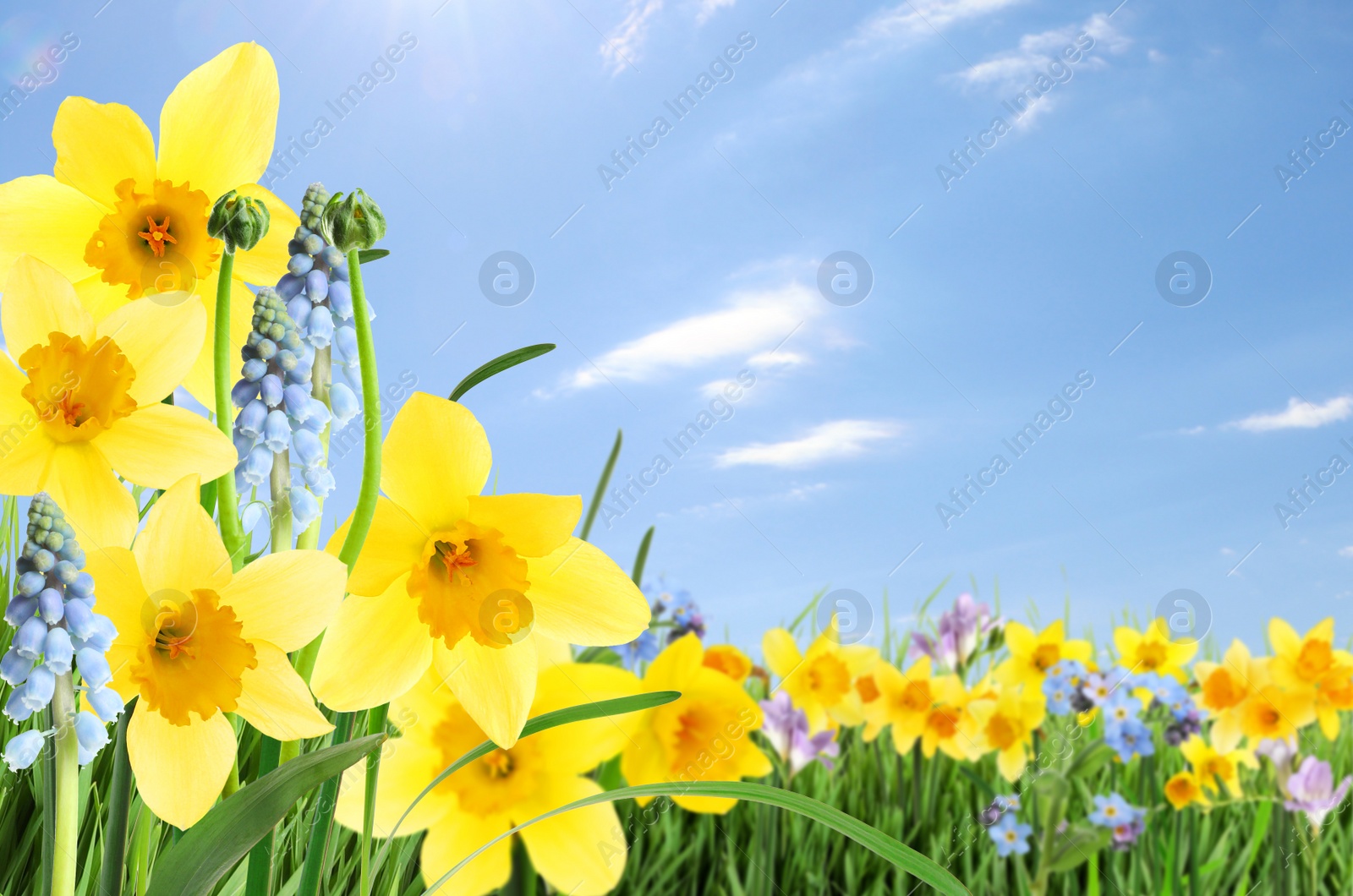 Image of Beautiful blooming yellow daffodils outdoors on sunny day. Space for text