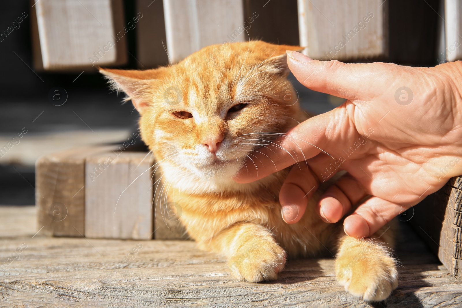 Photo of Woman stroking stray cat outdoors, closeup. Homeless animal