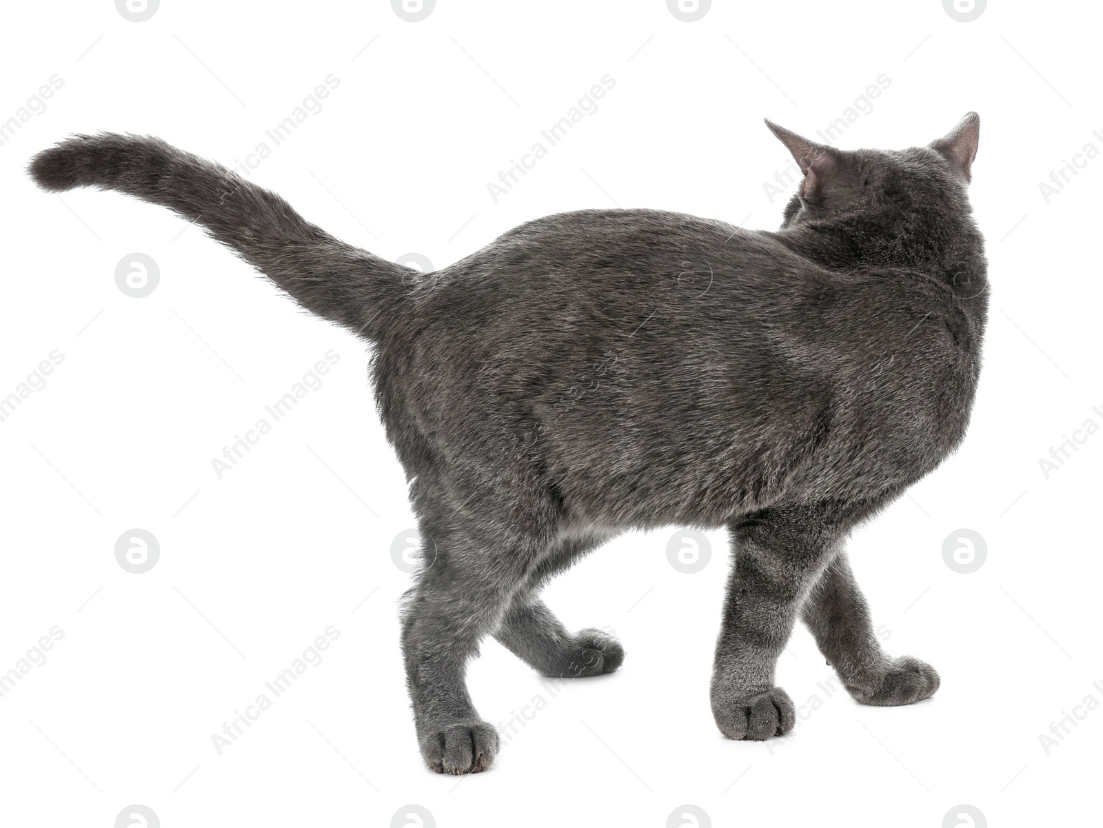 Photo of Adorable grey British Shorthair cat on white background