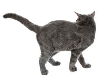 Adorable grey British Shorthair cat on white background