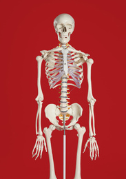 Photo of Artificial human skeleton model on red background