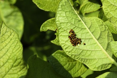 Photo of Colorado potato beetle eggs with hatching larvae on green plant outdoors, closeup