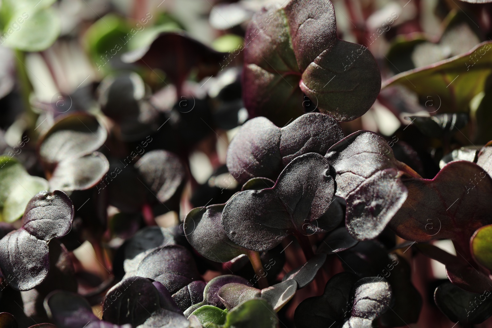 Photo of Growing microgreen. Fresh radish sprouts as background, closeup view