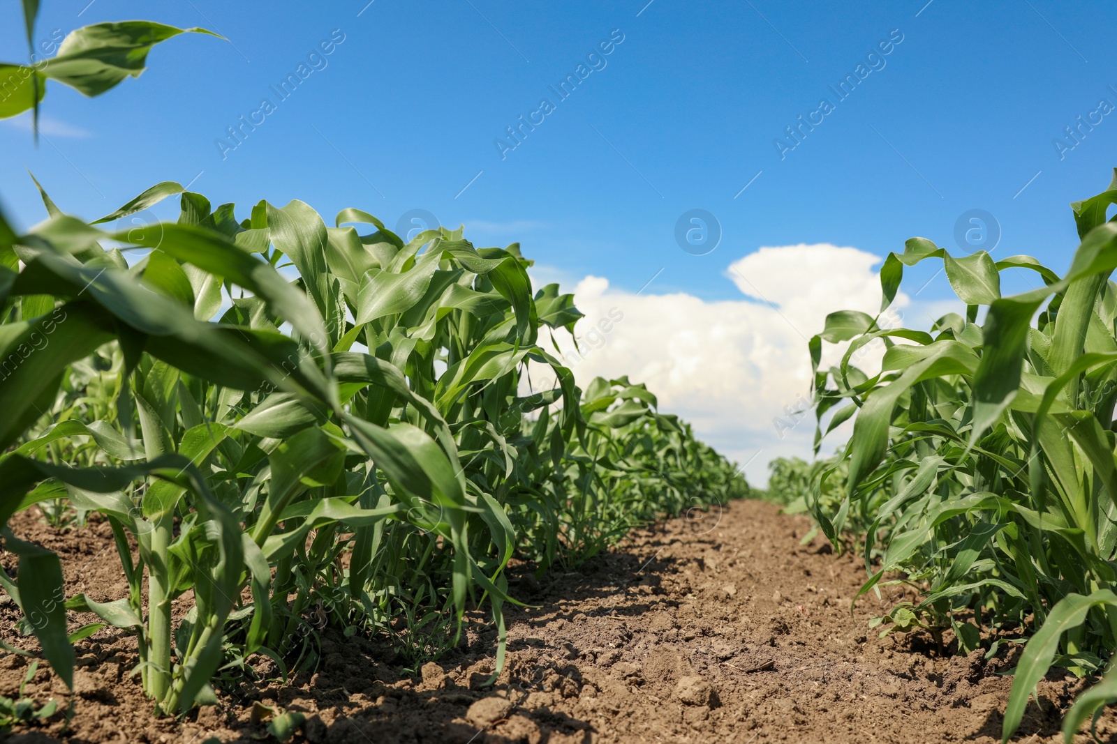 Photo of Beautiful view of corn field. Agriculture industry