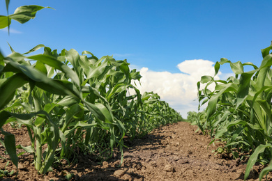 Beautiful view of corn field. Agriculture industry