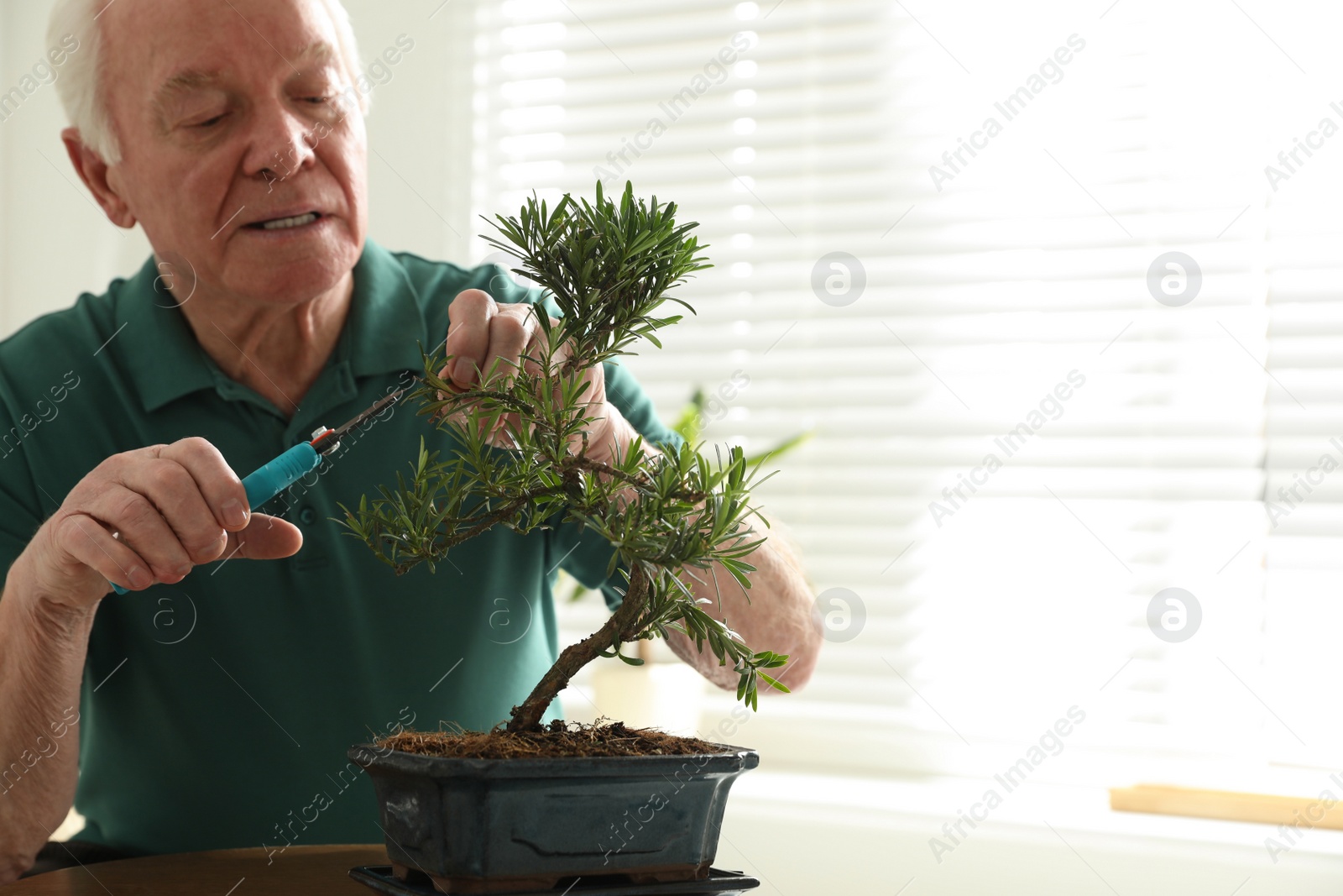 Photo of Senior man taking care of Japanese bonsai plant indoors, space for text. Creating zen atmosphere at home