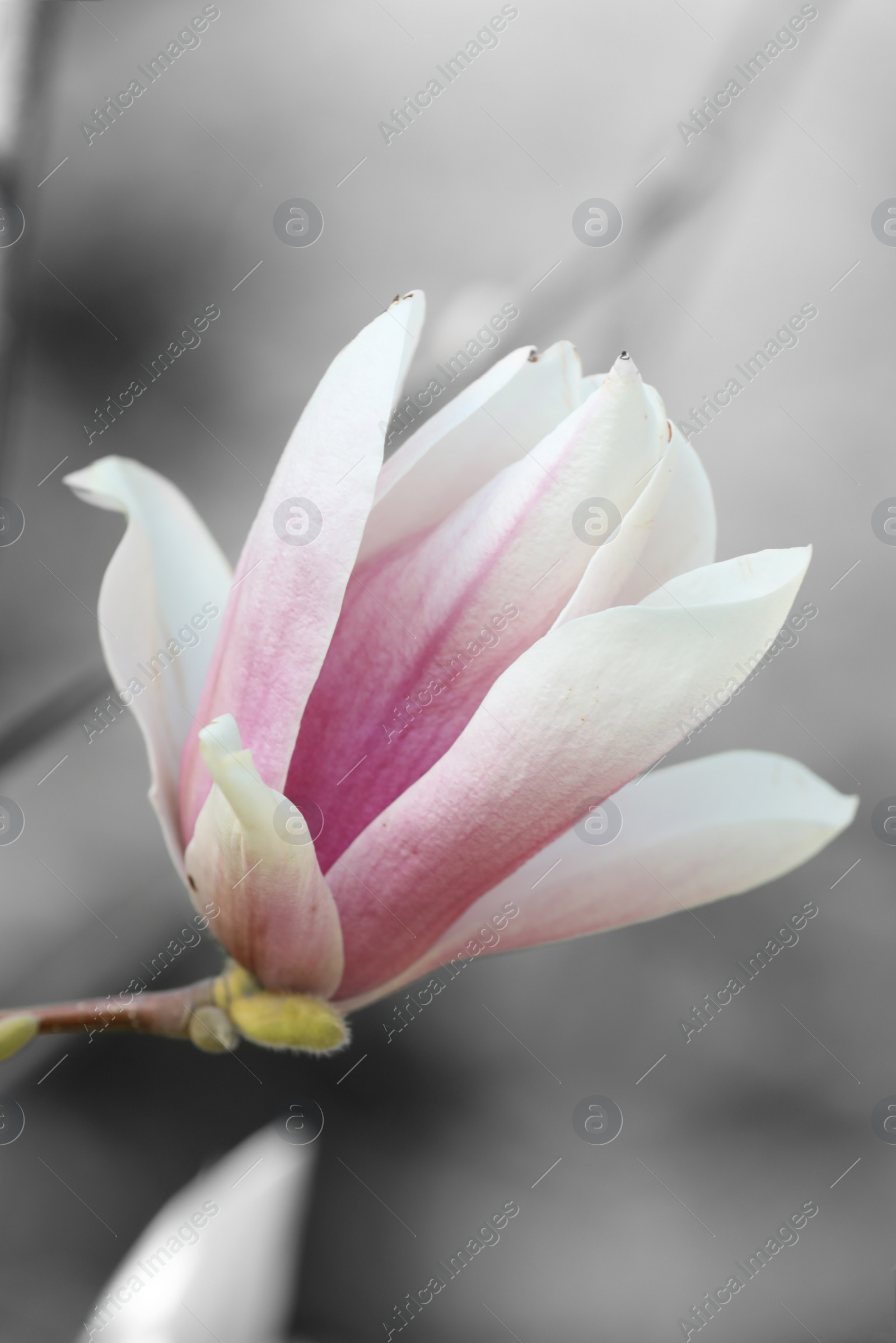 Image of Beautiful Magnolia flower on tree branch outdoors, closeup. Black and white tone with selective color effect