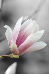 Image of Beautiful Magnolia flower on tree branch outdoors, closeup. Black and white tone with selective color effect