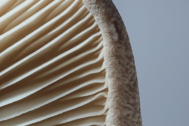 Photo of Fresh oyster mushroom on grey background, macro view