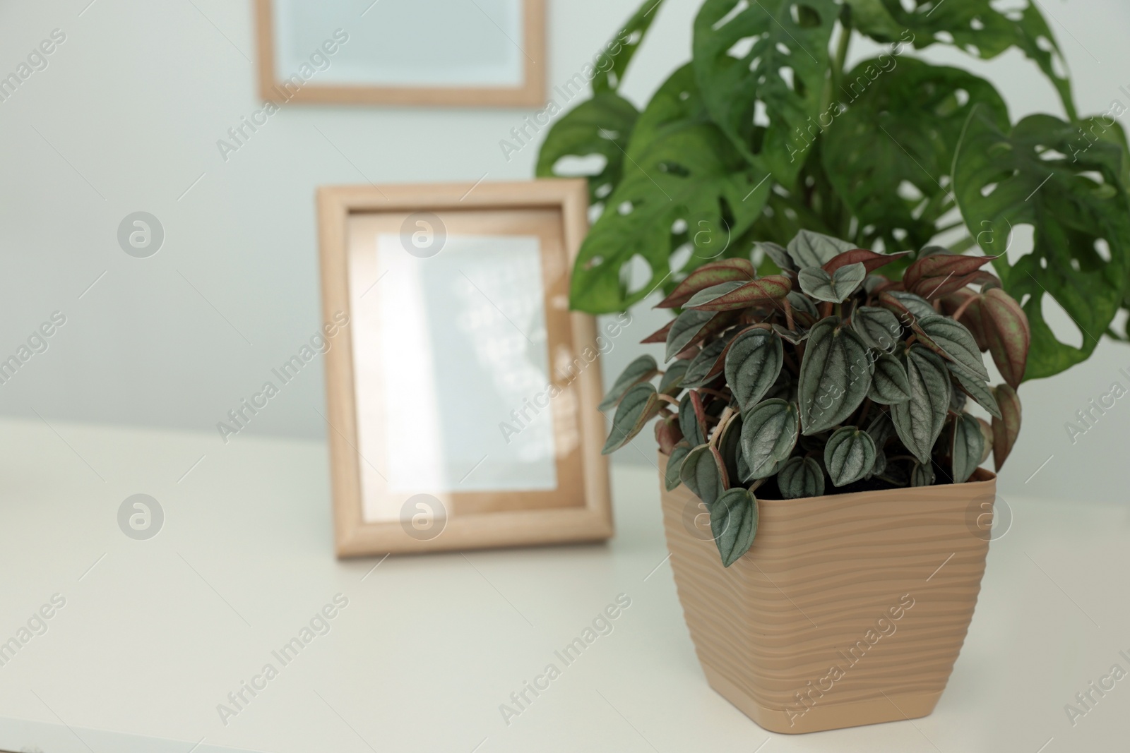 Photo of Beautiful house plants on white table, closeup. Space for text