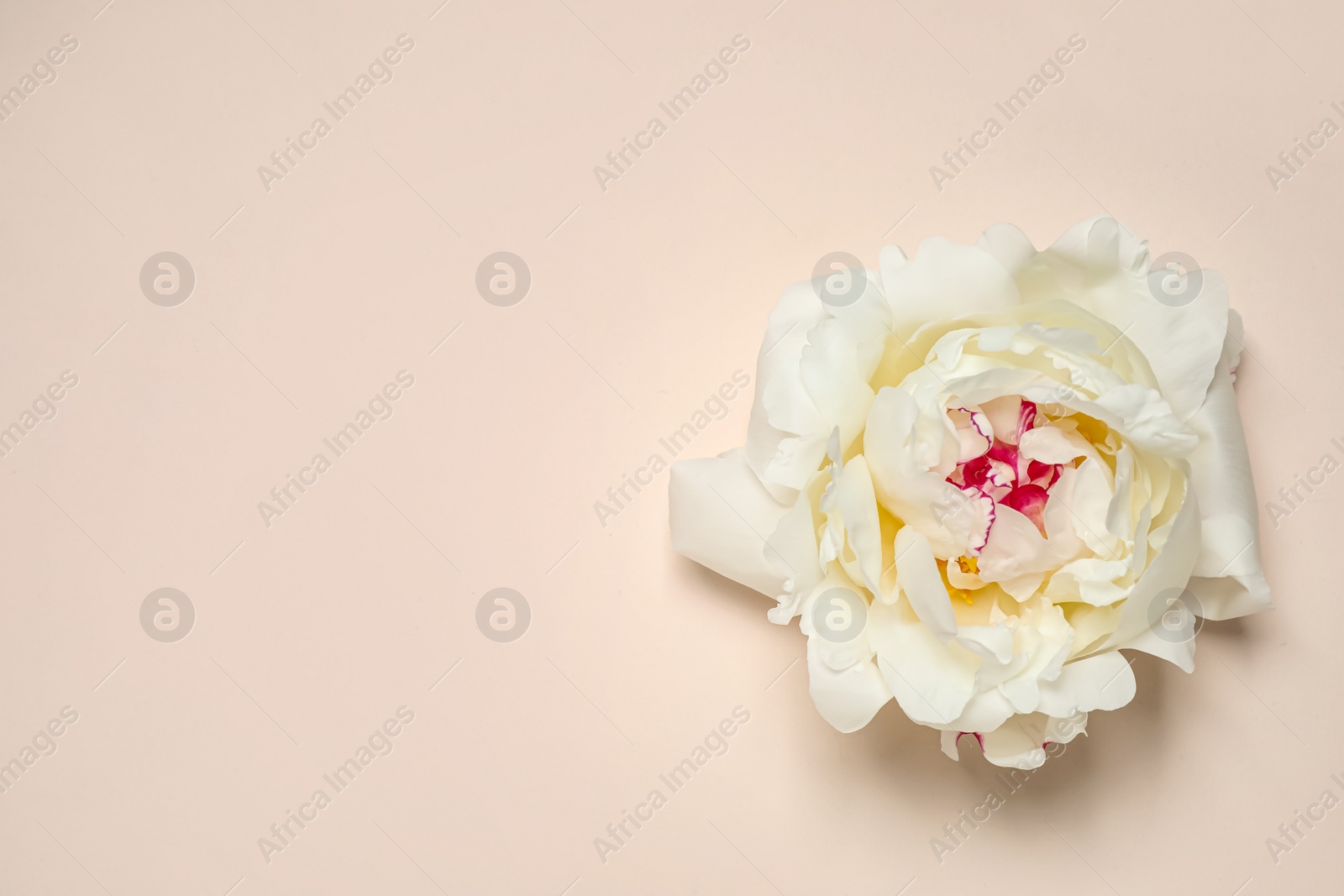 Photo of Beautiful white peony on beige background, top view. Space for text