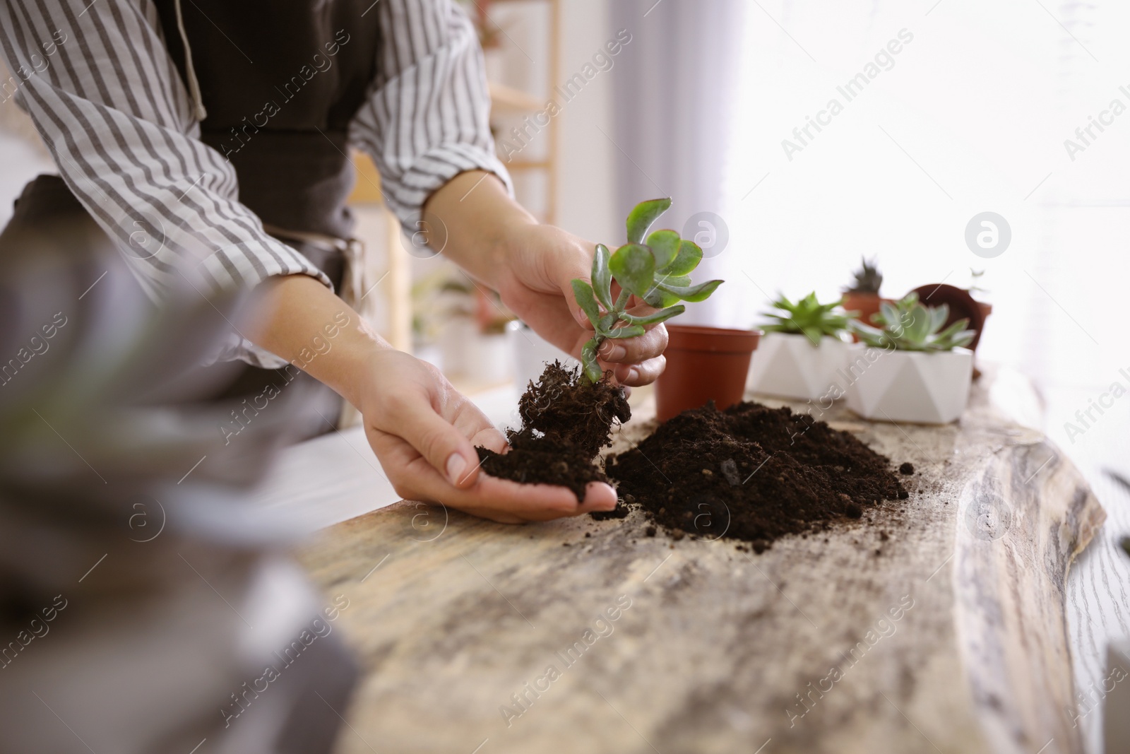 Photo of Woman planting succulents at wooden table indoors, closeup