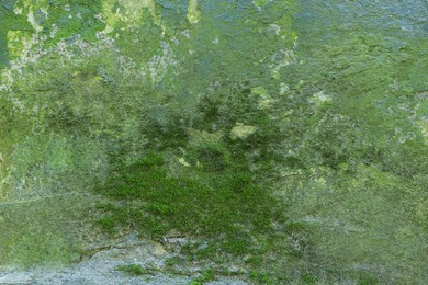 View of textured wall with green moss outdoors, closeup