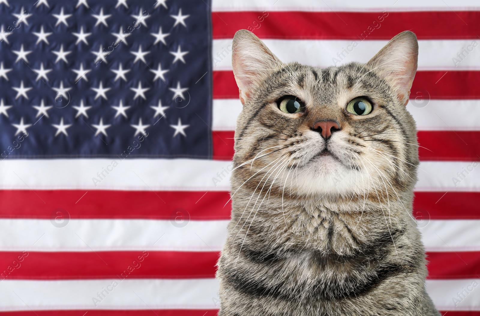 Image of Cute cat against national flag of United States of America