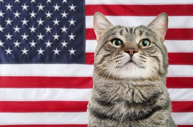Image of Cute cat against national flag of United States of America