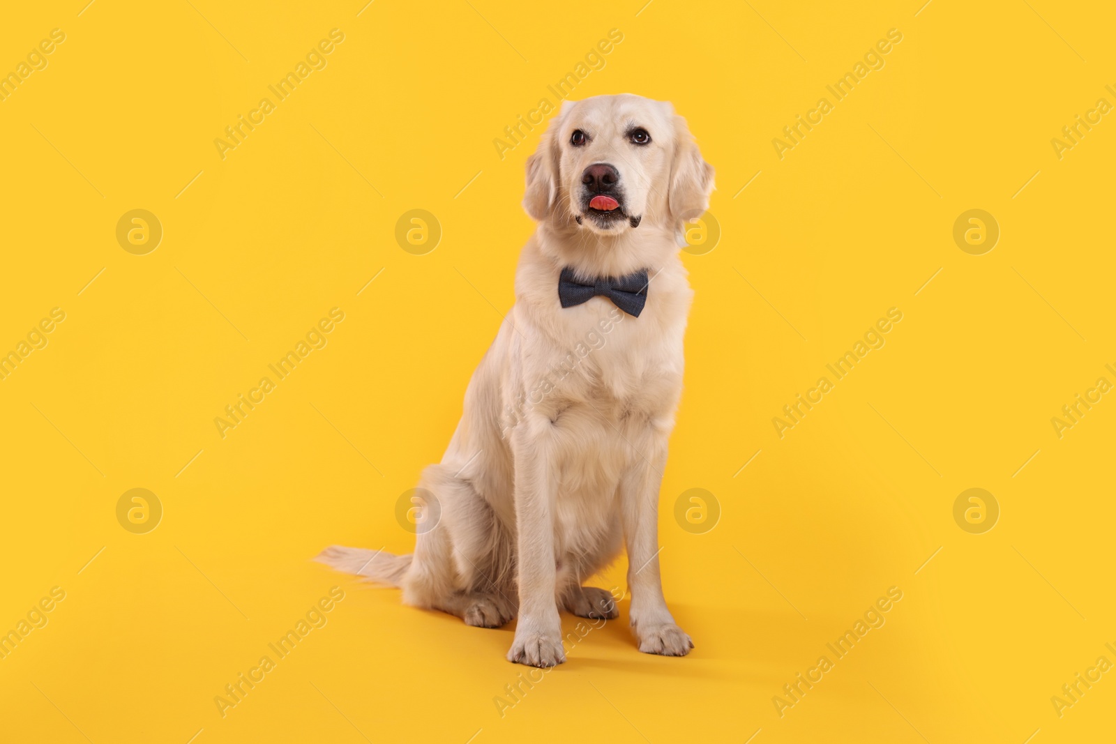 Photo of Cute Labrador Retriever with stylish bow tie on yellow background