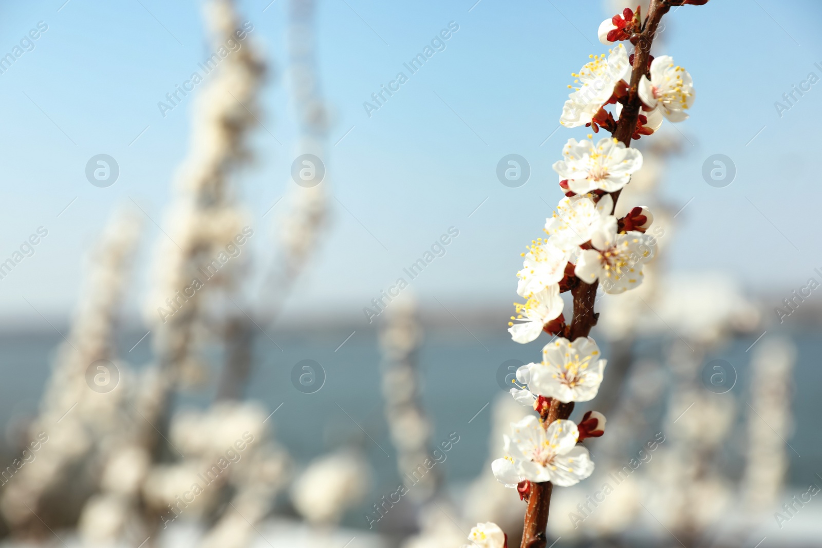 Photo of Beautiful apricot tree branch with tiny tender flowers outdoors, space for text. Awesome spring blossom