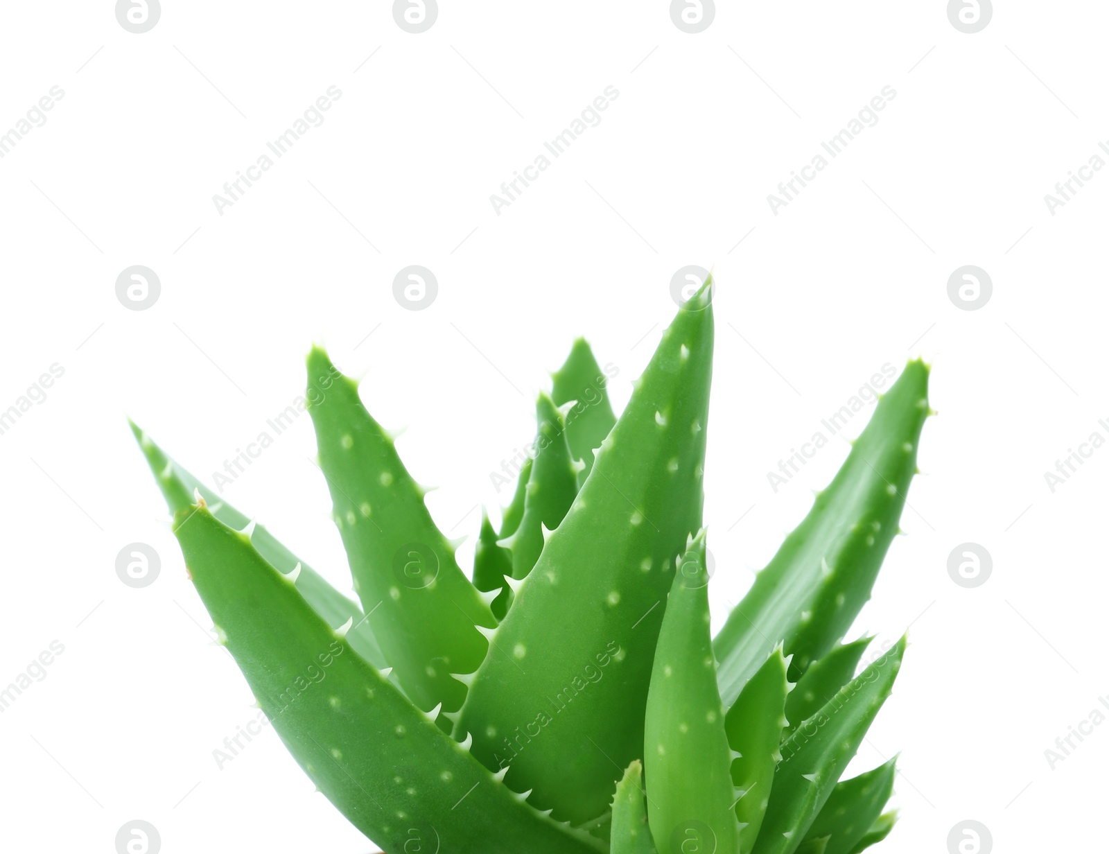 Photo of Aloe vera with green leaves on white background