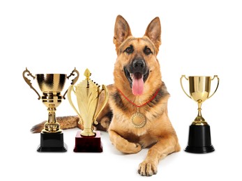 Cute German shepherd dog with gold medal and trophy cups on white background