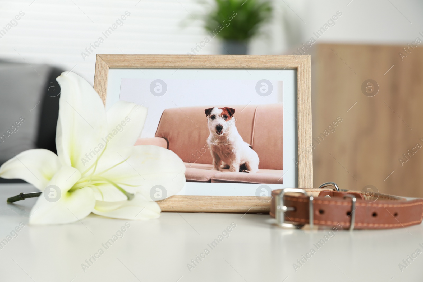 Photo of Frame with picture of dog, collar and lily flower on white table indoors. Pet funeral