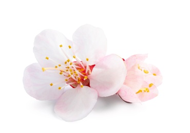 Beautiful apricot tree blossom on white background. Springtime