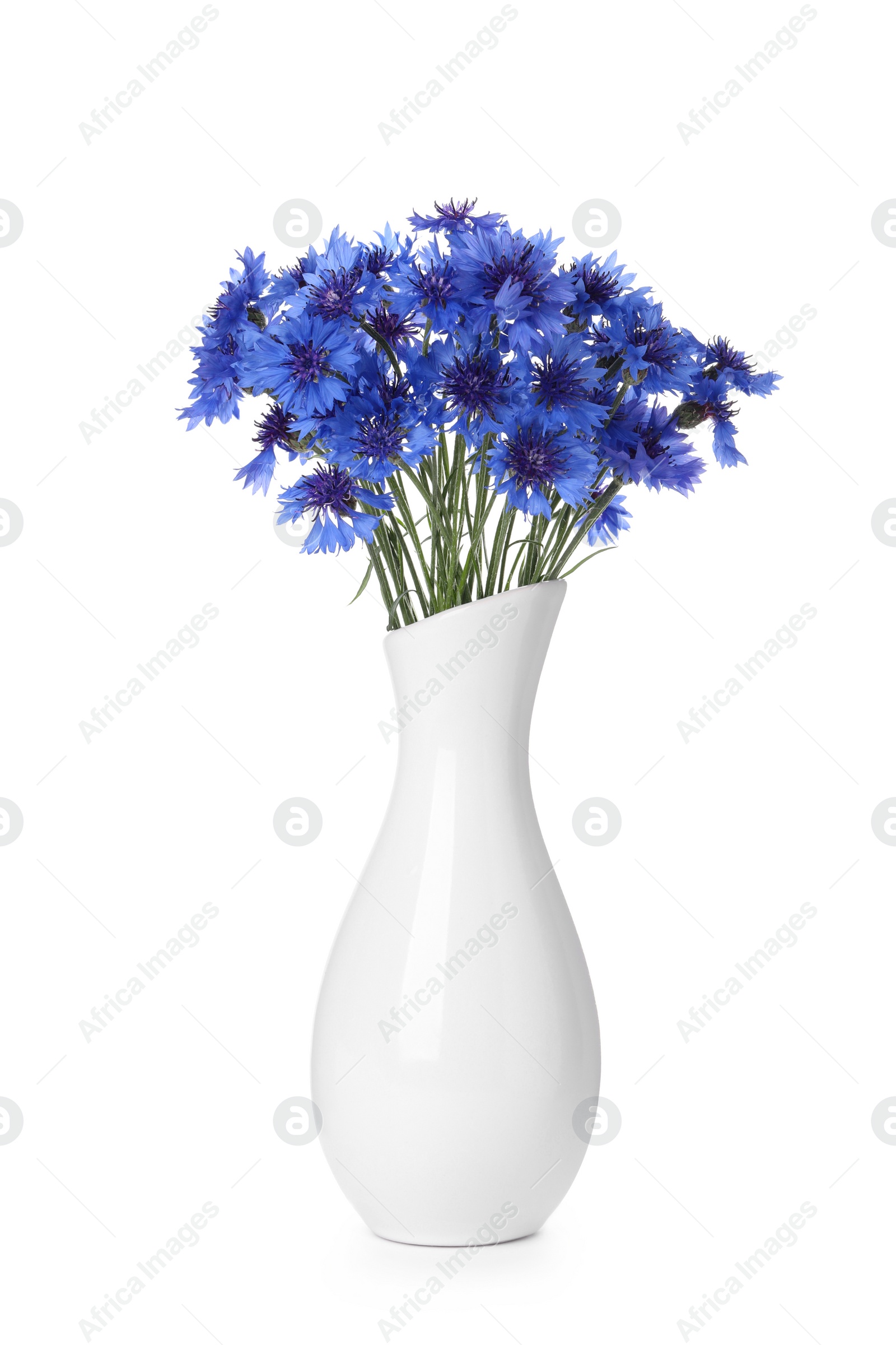 Photo of Beautiful bouquet of cornflowers in vase isolated on white