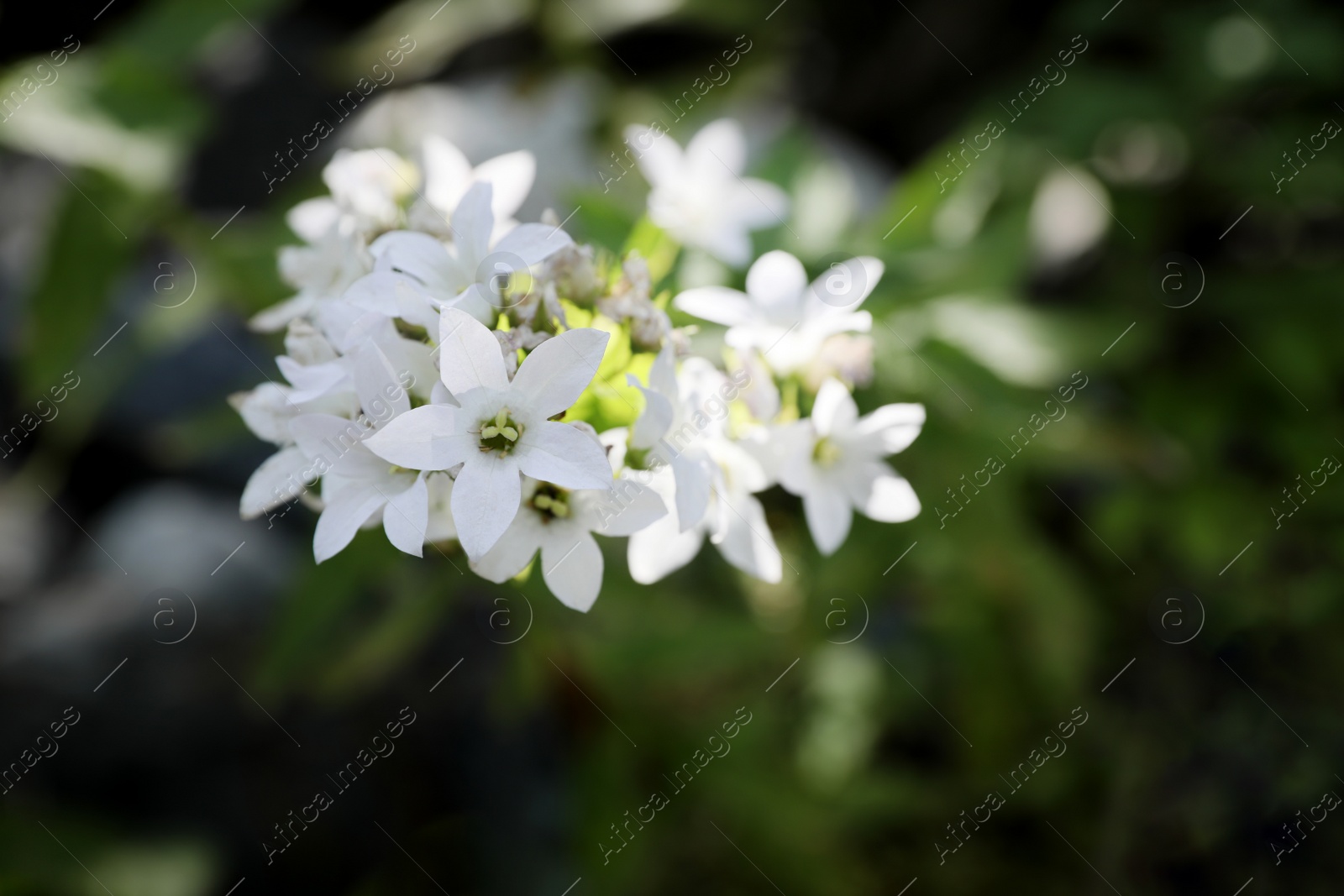 Photo of Beautiful wild flower growing in forest outdoors, closeup