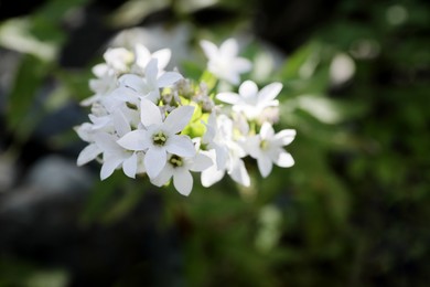 Photo of Beautiful wild flower growing in forest outdoors, closeup