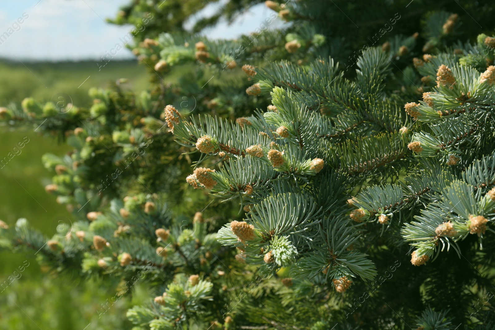 Photo of Beautiful coniferous tree branches with cones outdoors on sunny day, closeup