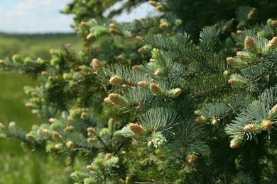 Photo of Beautiful coniferous tree branches with cones outdoors on sunny day, closeup