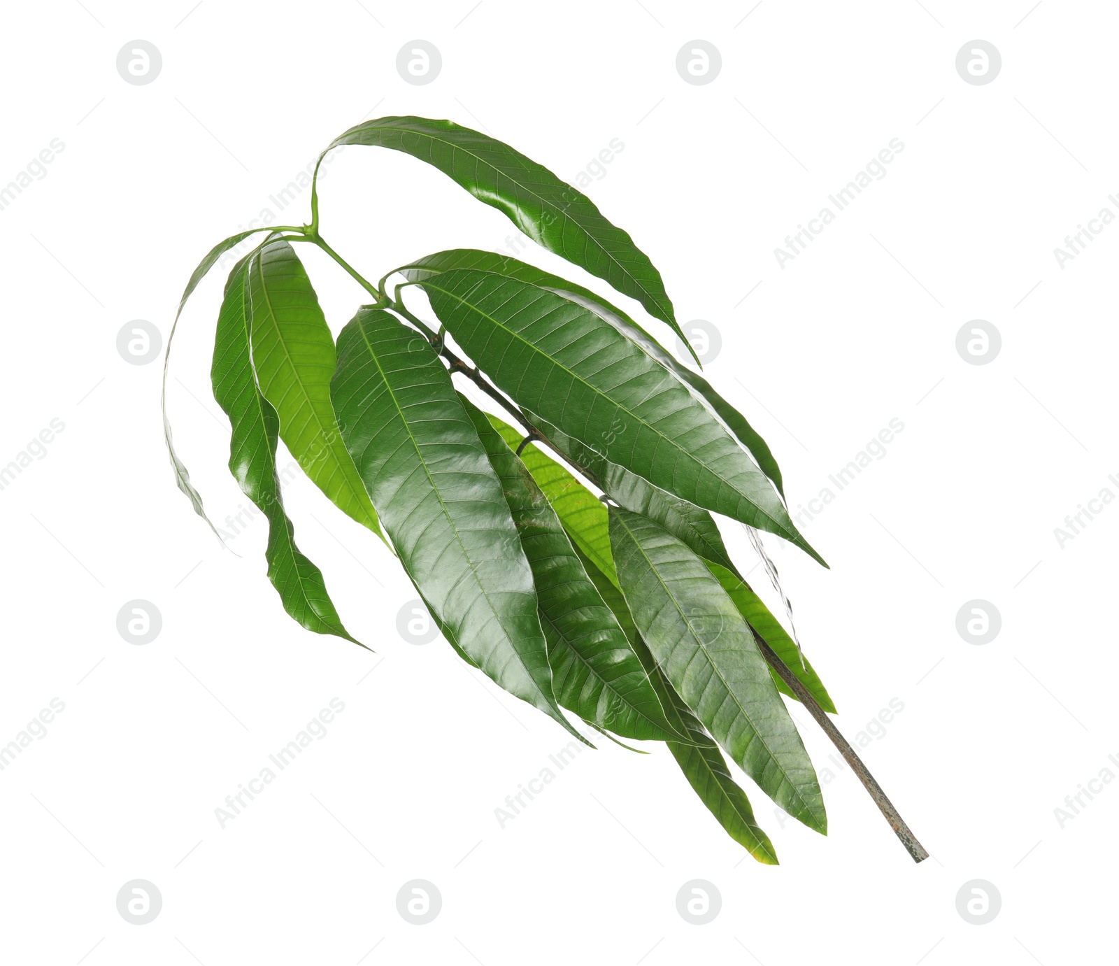 Photo of Branch of mango tree with green leaves on white background