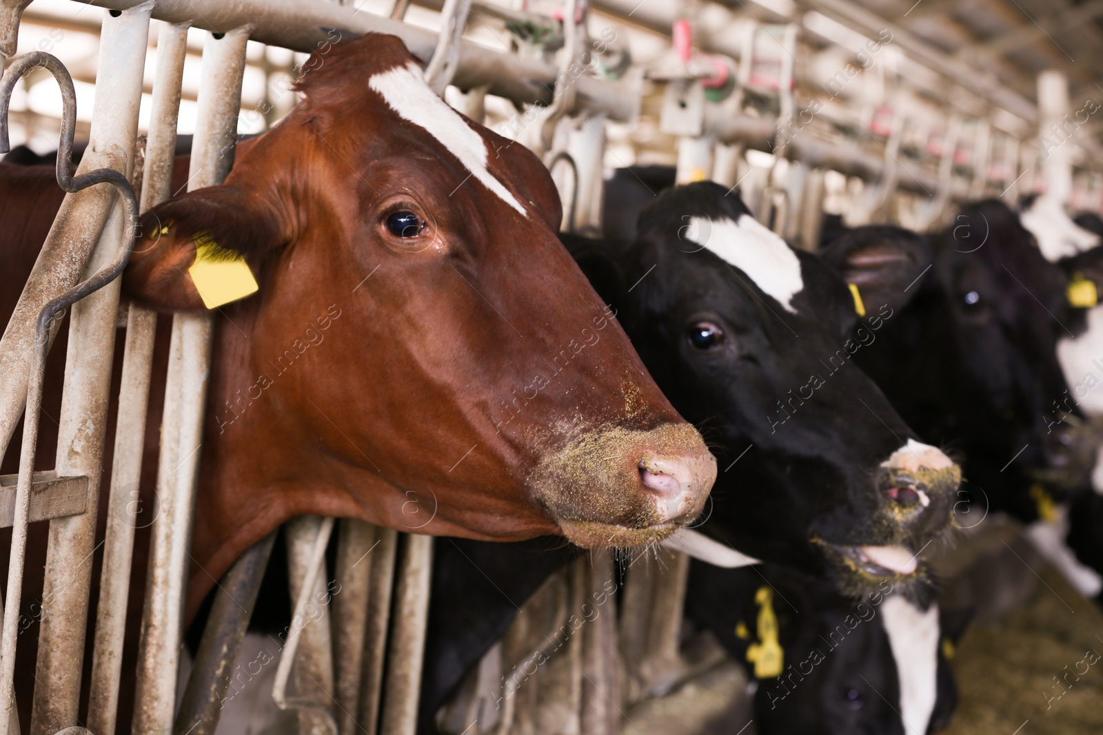 Photo of Pretty cows near fence on farm, closeup. Animal husbandry