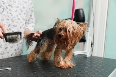 Photo of Professional groomer brushing fur of cute dog after washing in pet beauty salon