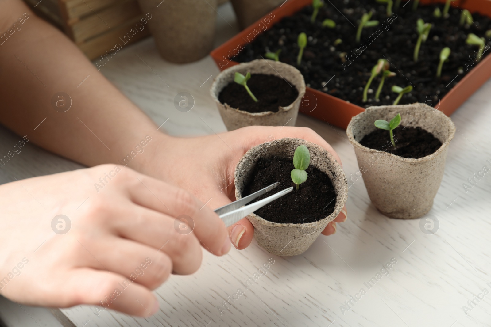 Photo of Woman taking care of seedling at white wooden table, closeup