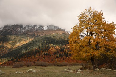 Photo of Picturesque view of mountain landscape with forest and meadow on autumn day