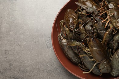 Photo of Fresh raw crayfishes on grey table, top view. Space for text