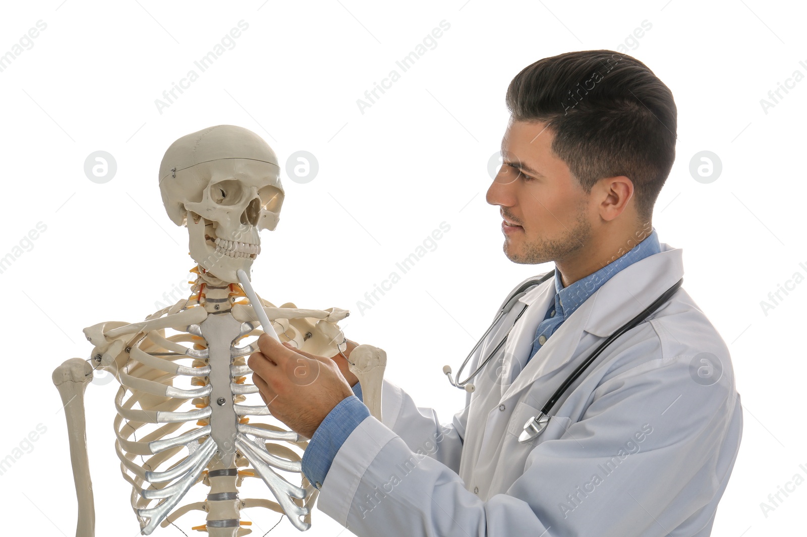 Photo of Male orthopedist with human skeleton model on white background