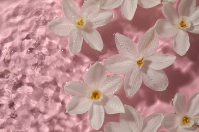 Beautiful daffodils in water on pink background, top view