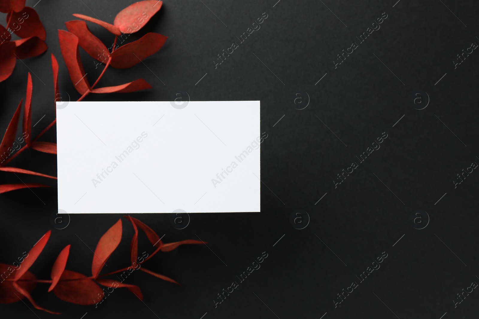 Photo of Blank business card and red eucalyptus branches on black background, flat lay. Mockup for design