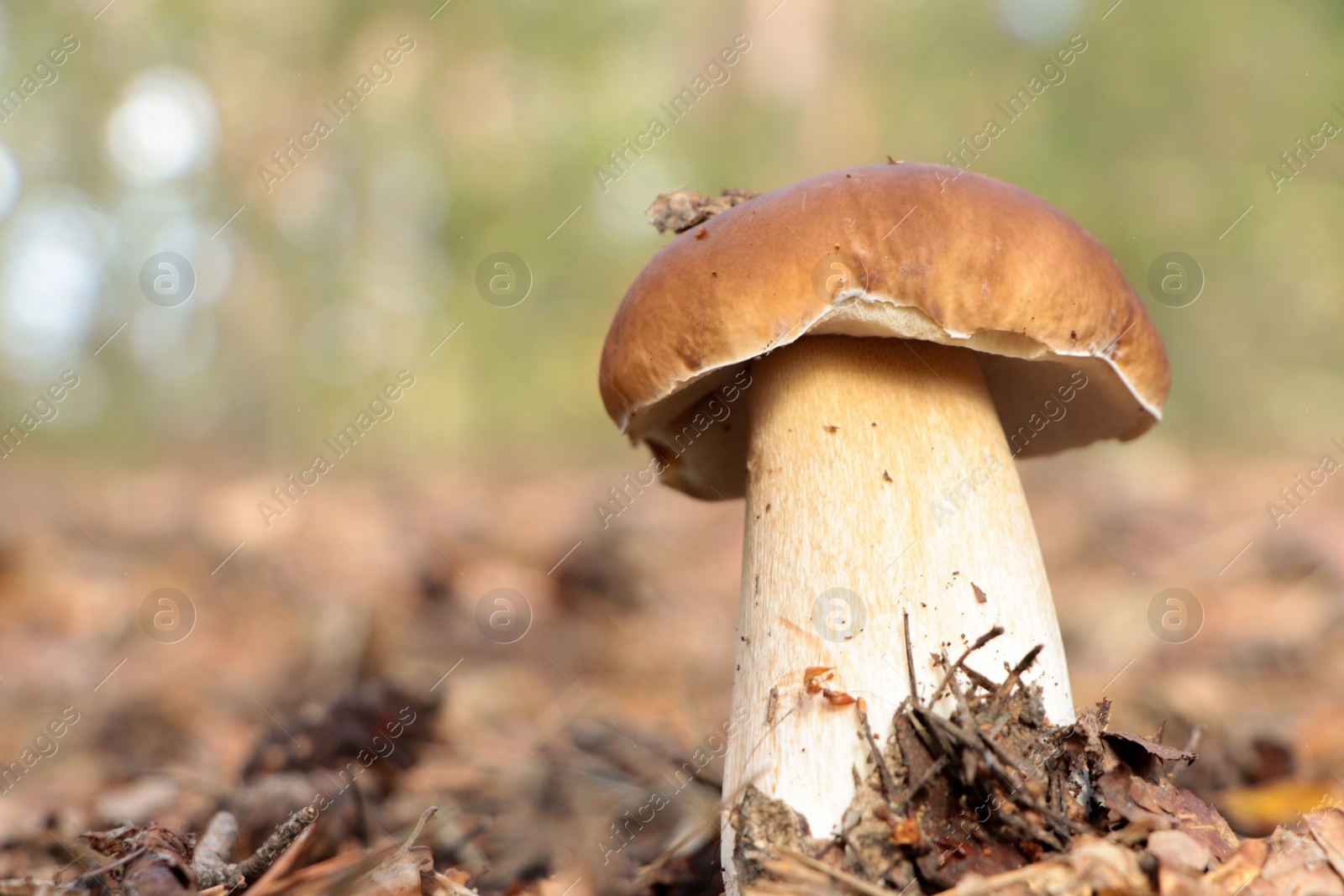 Photo of Beautiful porcini mushroom growing in forest on autumn day, space for text