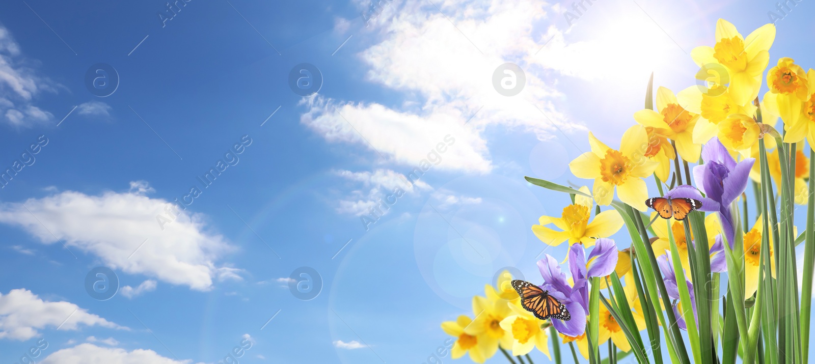 Image of Beautiful blooming yellow daffodils outdoors on sunny day