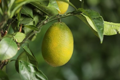 Photo of Closeup view of lemon tree with ripe fruit outdoors