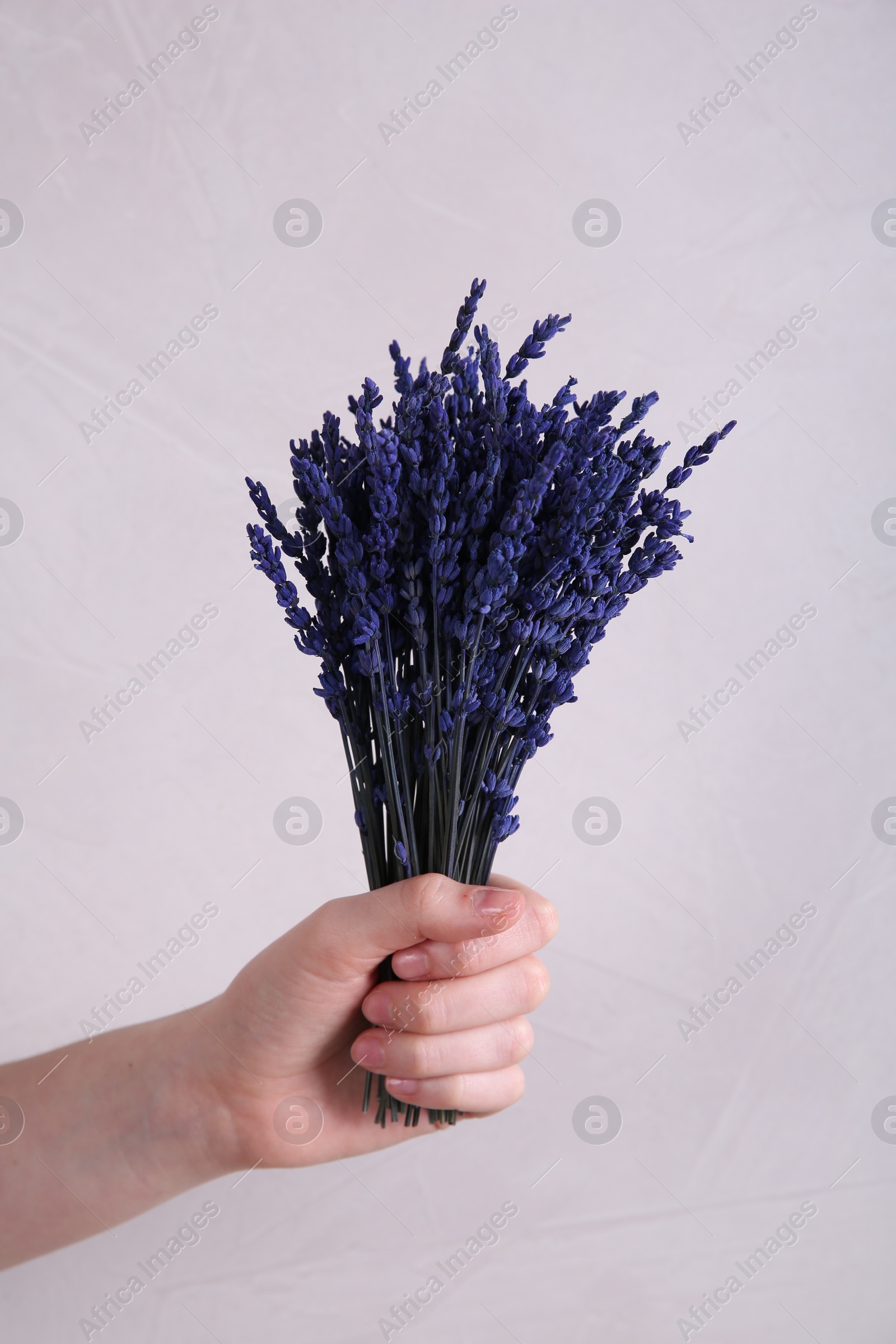 Photo of Woman holding bouquet of beautiful preserved lavender flowers on beige background, closeup