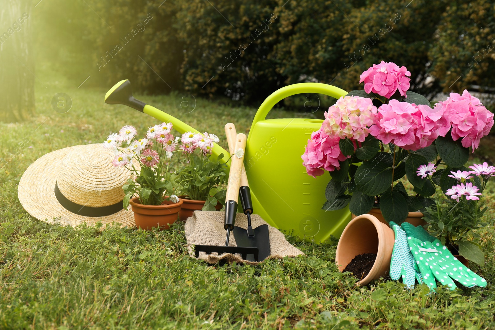 Photo of Beautiful blooming plants, gardening tools and accessories on green grass outdoors