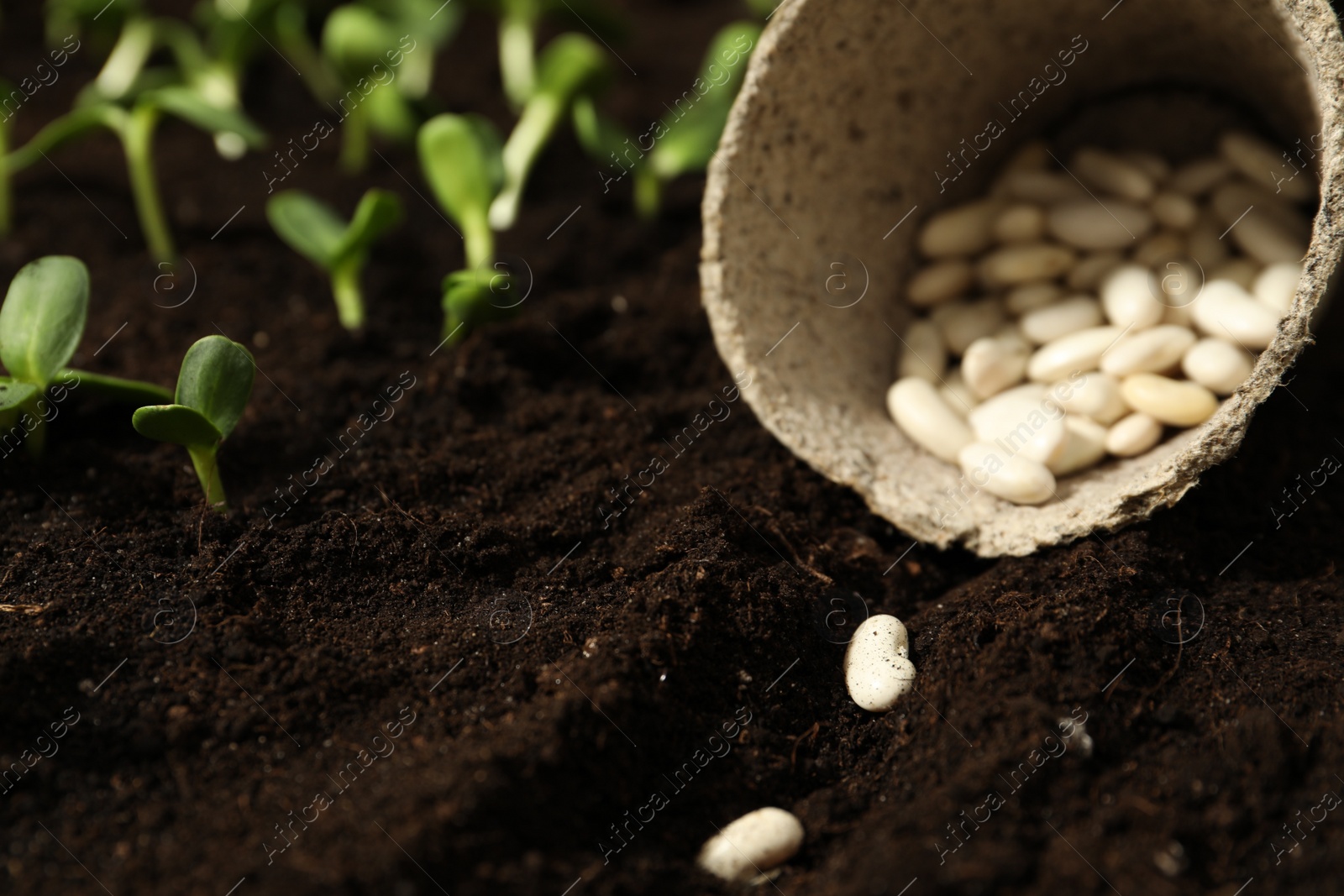 Photo of White beans in fertile soil, closeup. Vegetable seeds