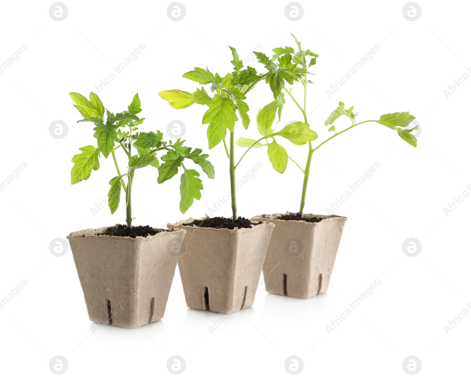 Photo of Green tomato seedlings in peat pots isolated on white