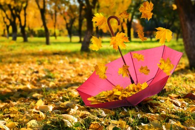 Image of Autumn atmosphere. Golden leaves falling into pink umbrella in beautiful park on sunny day
