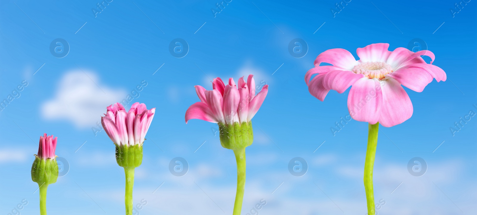 Image of Blooming stages of pink daisy flower against sky