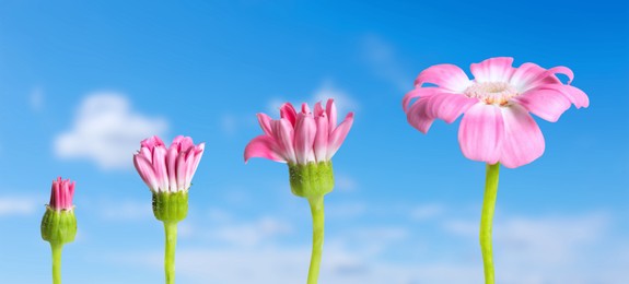 Image of Blooming stages of pink daisy flower against sky